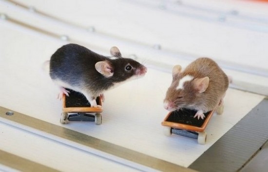 мыши на скейте