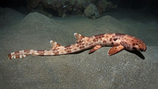 Ходячая акула (Индонезия)