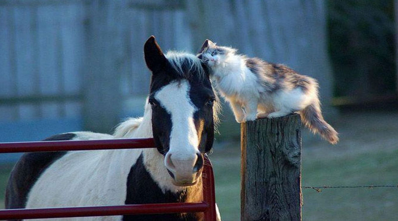 лошадь и кошка