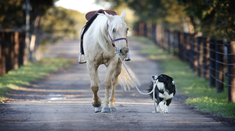 лошадь и собака