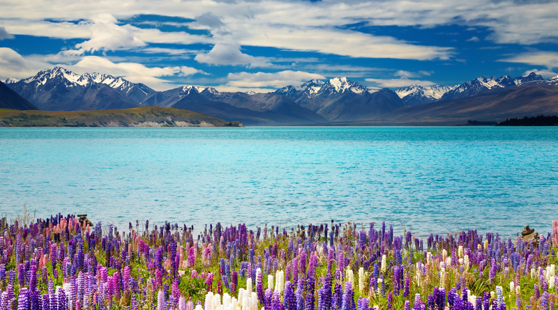 Как сэкономить на путешествии в Новую Зеландию