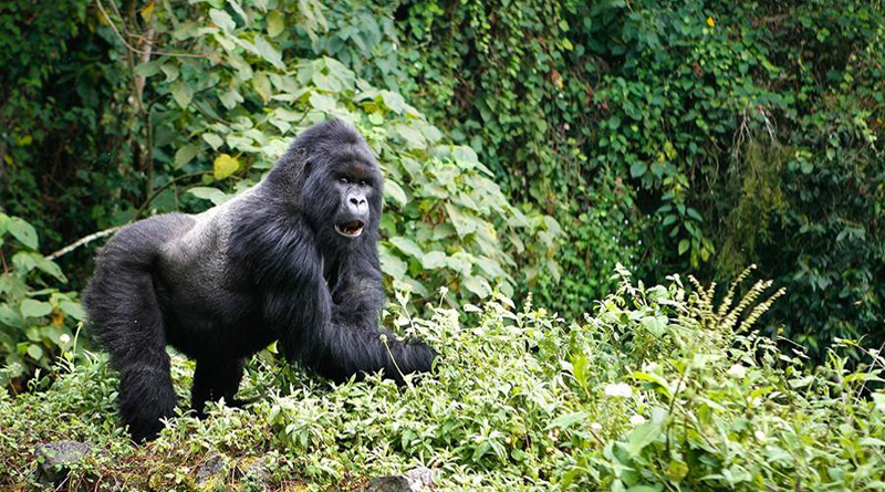 Как отправиться на экскурсию посмотреть на горных горилл в дикой среде