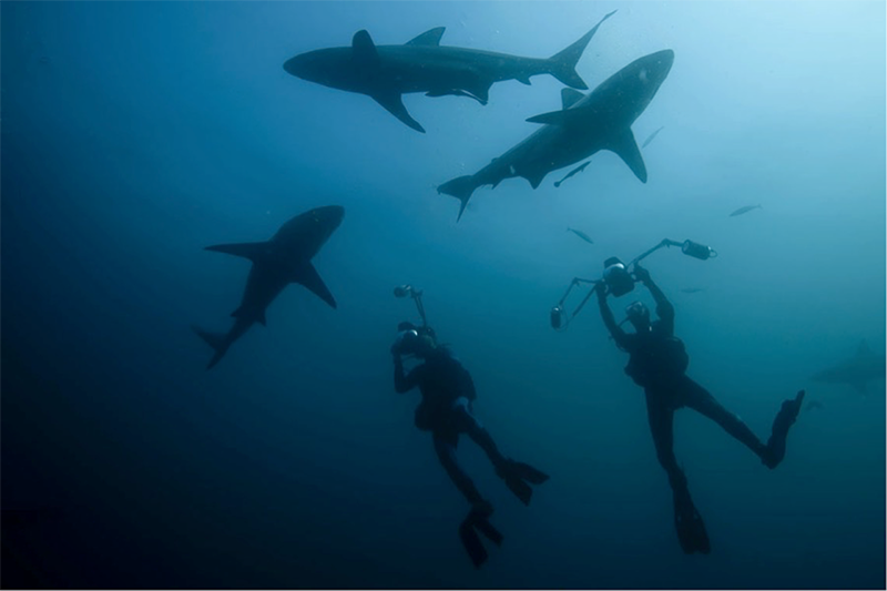 Понырять с акулами среди самых красивых пейзажей в мире