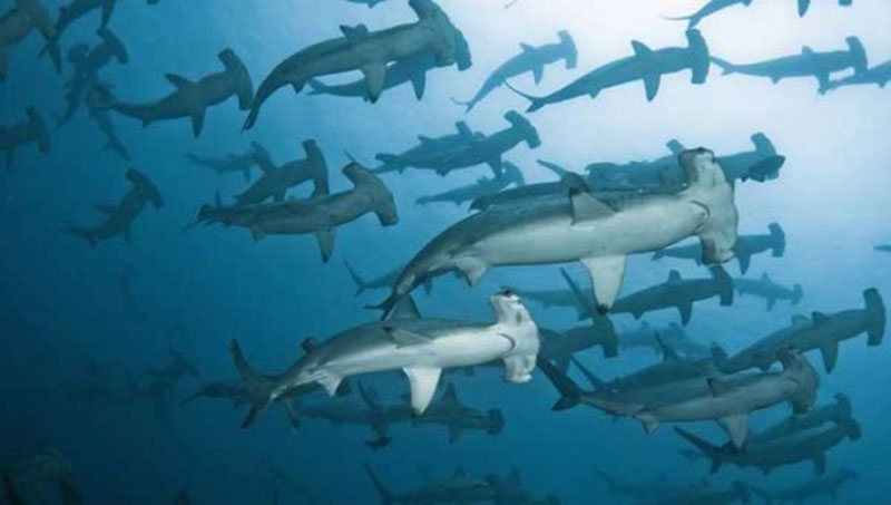 зубчатые (бронзовые) акулы-молот плавают стаями по 100 