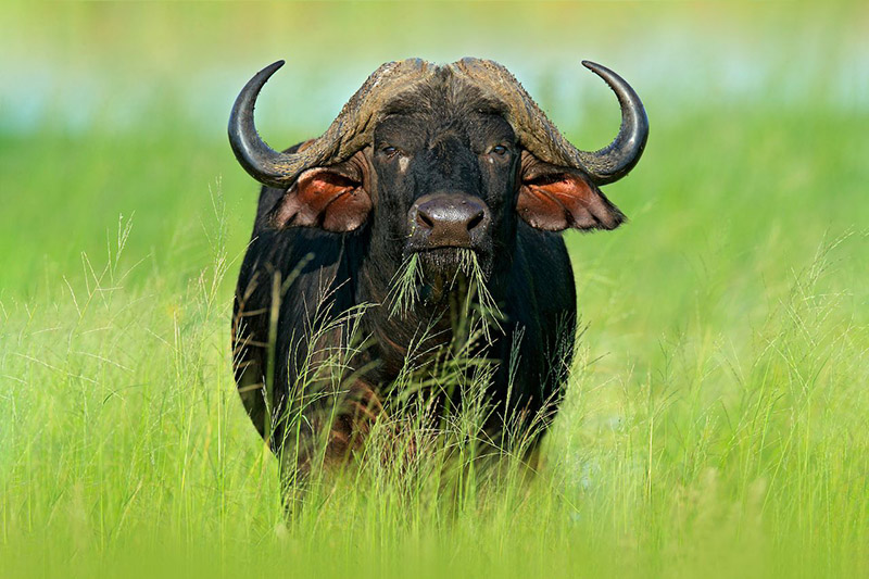 Очень агрессивные африканские буйволы