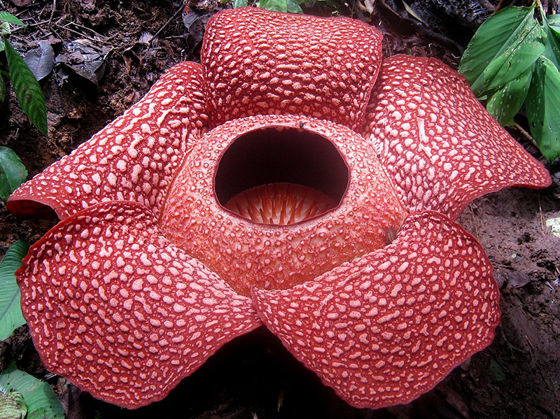 Цветок с самым крупным бутоном в мире, размер которого составляет почти метр в обхвате. Это редкий цветок и совершенно особенный для народа Индонезии.