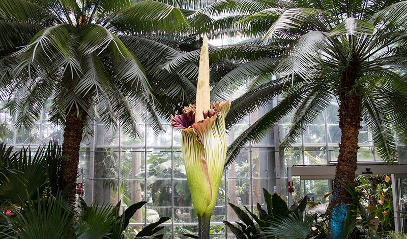 Бутон вырастает в огромный цветок, высотой почти 2,7 м. Но внушительные размеры не единственная отличительная черта этого странного вида.