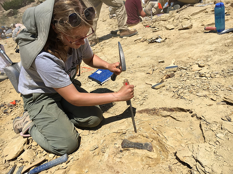 Палеонтологического института Бигхорнского бассейна «выиграли ископаемый джекпот», обнаружив регион, полный скелетов растений и животных, которые жили незадолго до того, как вымерли динозавры. Конечно, они нашли и динозавров.