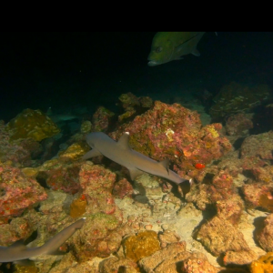 Ночью водами близ острова Кокос правят хищники, голодные акулы обшаривают рифы, как делали это тысячи лет подряд
