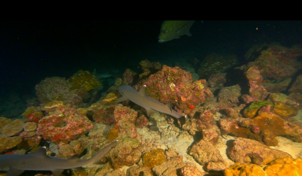 Ночью водами близ острова Кокос правят хищники, голодные акулы обшаривают рифы, как делали это тысячи лет подряд