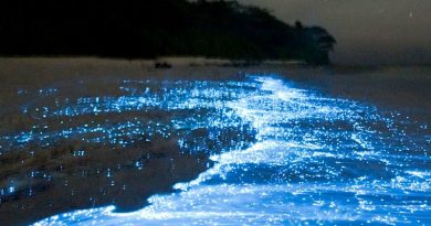 Хотя биолюминесценция может показаться волшебной, на самом деле этот биологический феномен можно заранее спланировать, чтобы увидеть; поэтому наблюдение за ним не является игрой в кости