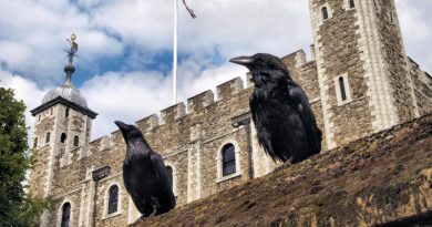 Вороны, живущие в лондонском Тауэре, настолько скучают, что даже бегут из дома. Птицы – не просто домашние животные. Согласно легенде, если шесть воронов, обитавших в башне, покинут крепость, монархия и башня падут.