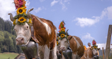 Каждую осень в Швейцарии спуск коров, которых насчитывается более четверти миллиона, с 7000 различных горных пастбищ на дно долины, находящейся на несколько сот метров ниже, является крупным событием