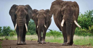 наряду с Национальным тайским Днем слонов, может многое сделать для просвещения людей о слонах, потому что люди действительно заботятся о них