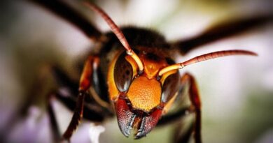 На днях я снова пересматривал это видео о гигантских японских шершнях, мечтая о том дне, когда я буду держать своих медоносных пчел где-нибудь в саду, и это побудило меня провести небольшое исследование о том, какие еще интересные и опасные насекомые существуют