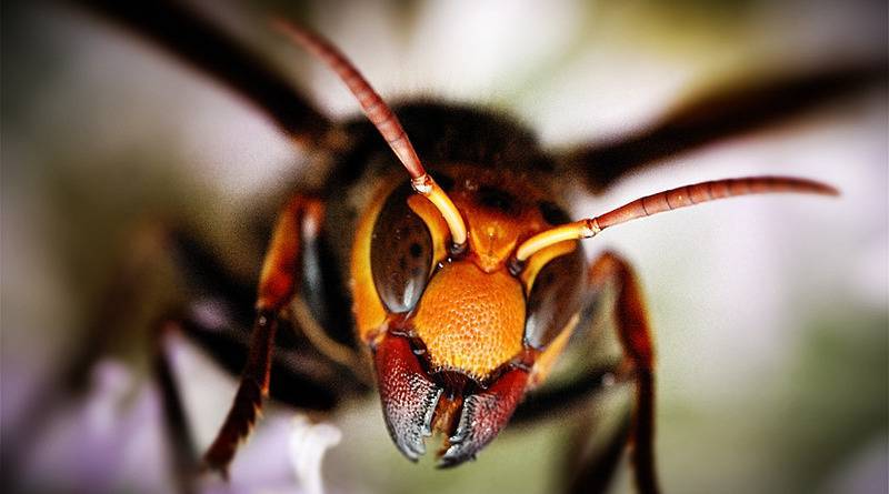 На днях я снова пересматривал это видео о гигантских японских шершнях, мечтая о том дне, когда я буду держать своих медоносных пчел где-нибудь в саду, и это побудило меня провести небольшое исследование о том, какие еще интересные и опасные насекомые существуют